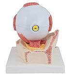 Модель глаза, 5-кратное увеличение, 7 частей, фото 3