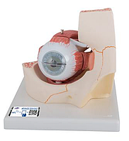 Модель глаза, 3-кратное увеличение, 7 частей