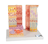 Модель глаза 3B MICROanatomy, фото 2