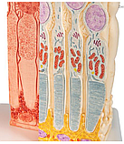 Модель глаза 3B MICROanatomy, фото 3