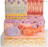 Модель глаза 3B MICROanatomy, фото 4