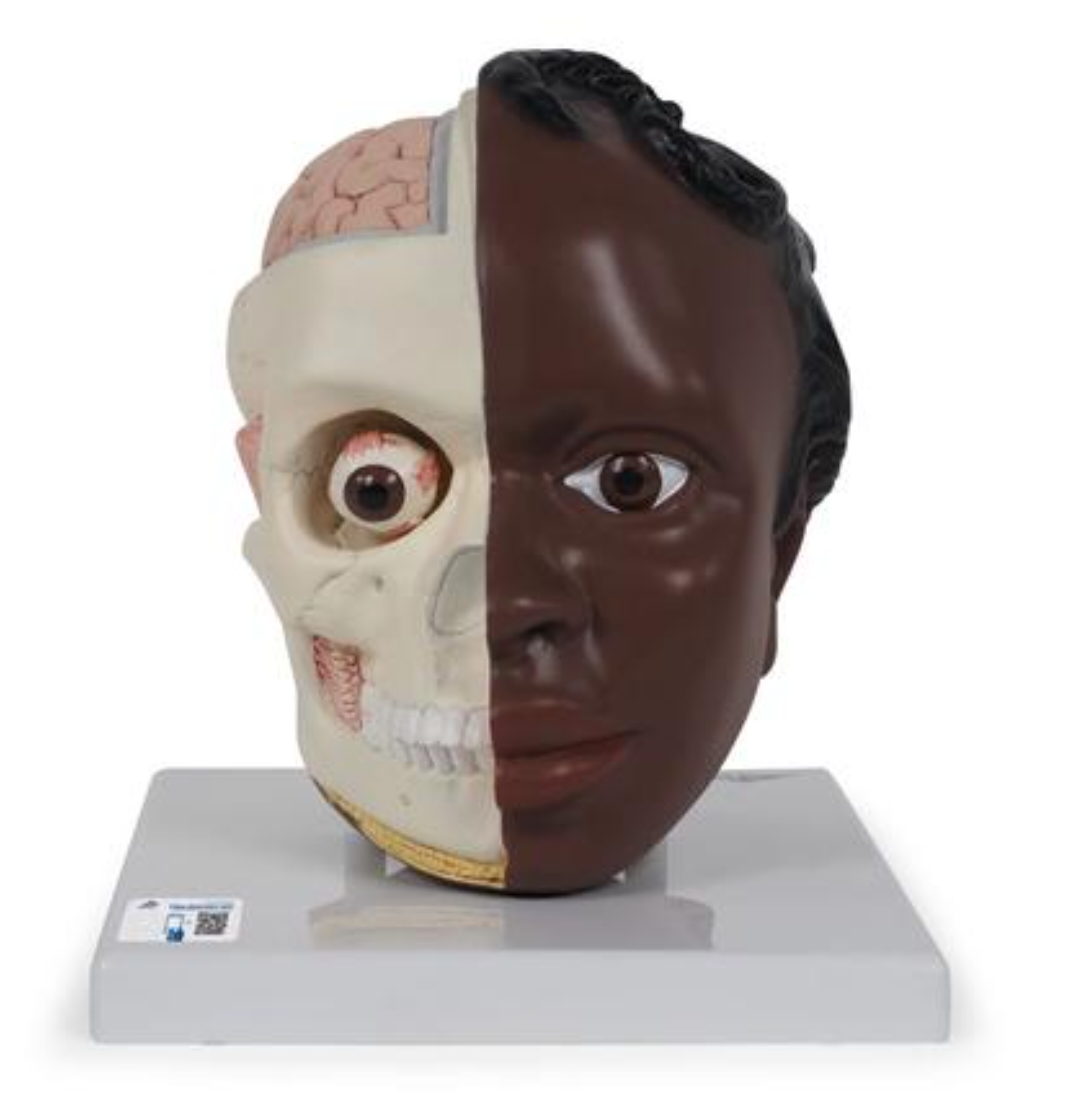 Модель головы, состоящая из двух частей из темной кожи, фото 1