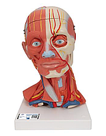 Модель мускулатуры головы и шеи, 5 частей