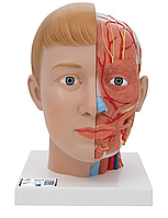 Модель головы и шеи, 4 части