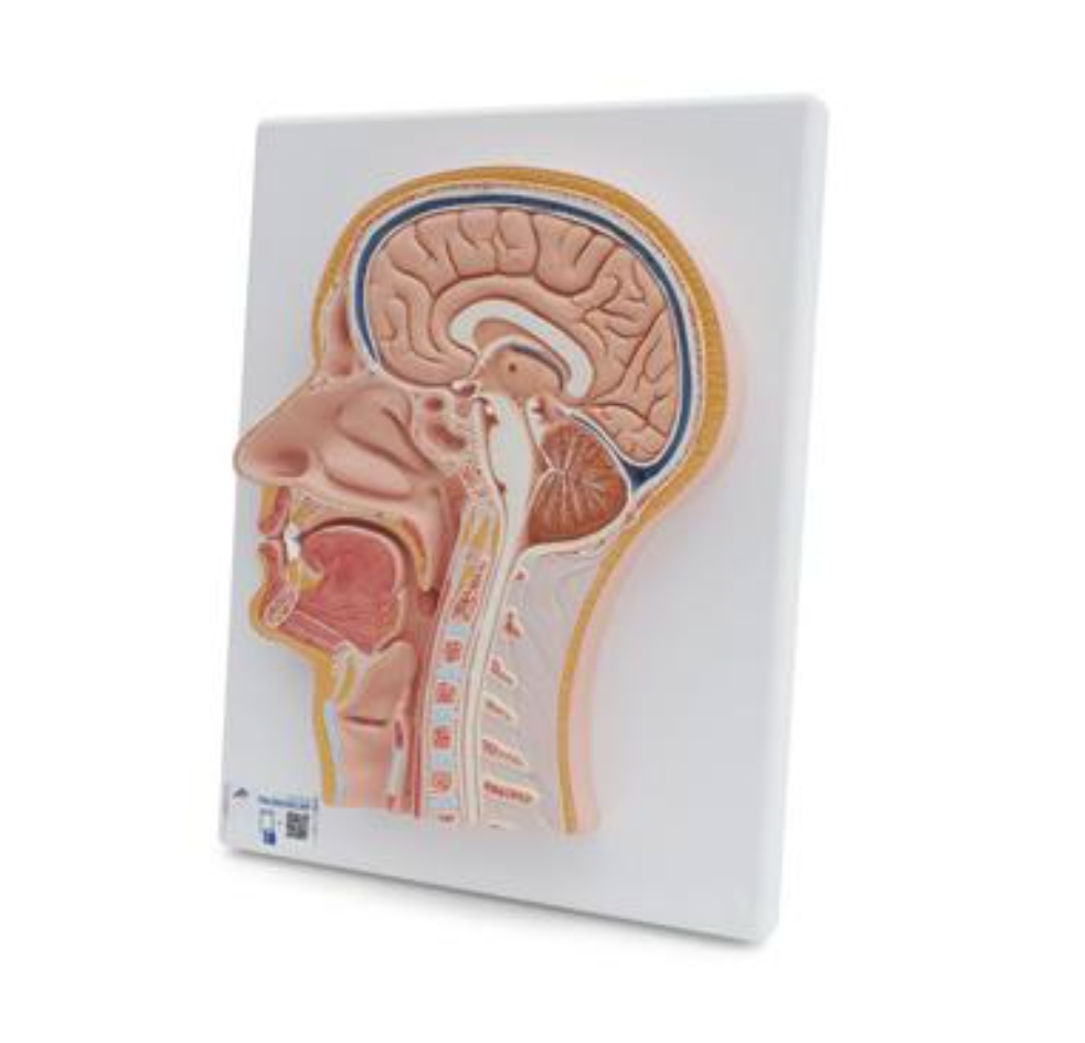 Модель срединного сечения головы - 3B Smart Anatomy, фото 1