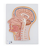 Модель срединного сечения головы - 3B Smart Anatomy, фото 2
