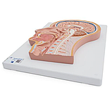 Модель срединного сечения головы - 3B Smart Anatomy, фото 3
