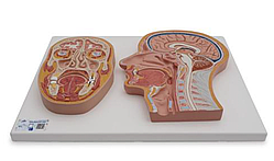 Модель срединного и фронтального сечения головы - 3B Smart Anatomy