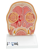 Модель головы в разрезе