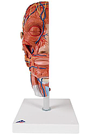 Модель половины головы с мышцами