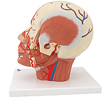 Модель мышц головы с кровеносными сосудами, фото 2