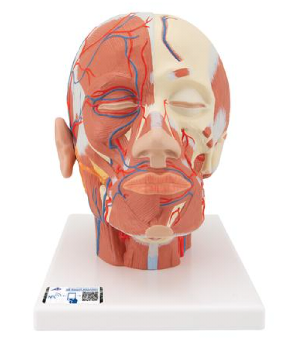 Модель мышц головы с кровеносными сосудами, фото 1