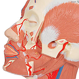 Модель мышц головы с кровеносными сосудами, фото 4