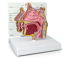 Околоносовые пазухи в поперечном сечении