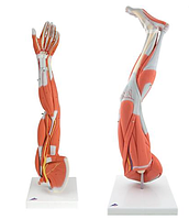 Анатомический набор конечностей с мышцами