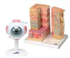Анатомический набор «Глаз»