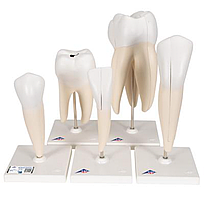 Серия классических моделей зуба