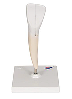 Модель нижнего резца, 2 части