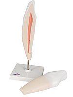 Модель нижнего клыка, 2 части