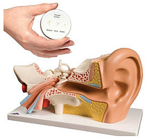 Анатомический набор «Ухо»