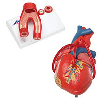 Анатомический набор «Сердце»