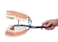 Гигантская модель «Уход за зубами», 3-кратное увеличение