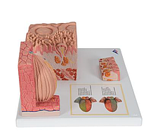 Модель языка из серии 3B MICROanatomy