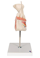 Модель половины нижней челюсти, 3-кратное увеличение, 6 частей