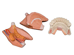 Модель языка