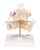 Модель зубов взрослого человека