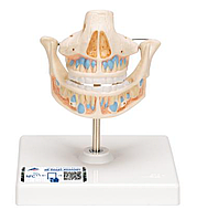 Модель молочных зубов