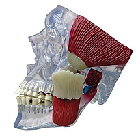 Модель ВНЧС