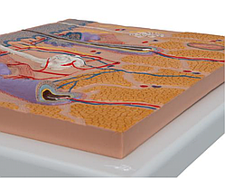 Модель сечения кожи, 70-кратное увеличение