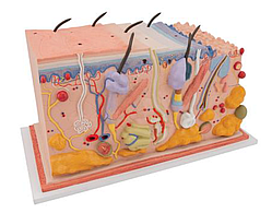 Модель кожи в виде блока, 70-кратное увеличение 1