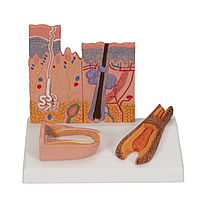 Модель сечения кожи