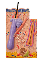 Модель кожи из 3 частей