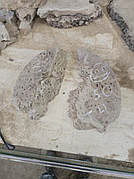 Слэб карагача