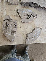 Слэб капового карагача