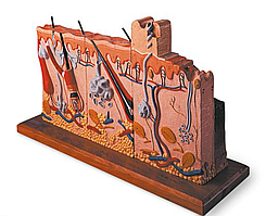 Модель кожи человека, с ожоговыми поражениями