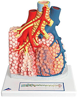 Модели легких человека