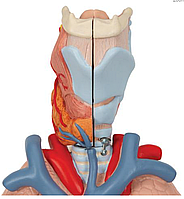 Модель легкого с гортанью, 7 частей