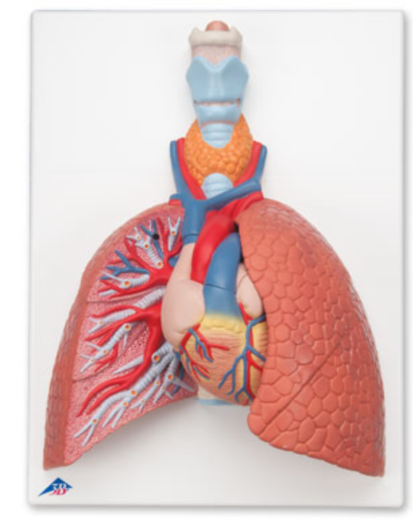 Модель легких с гортанью, 5 частей, фото 1