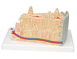 Модель структуры кости