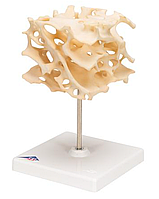 Модель губчатой кости