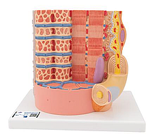Модель мышечного волокна