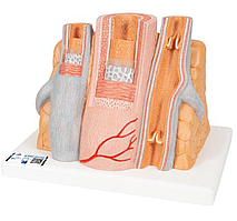 Модель артерии и вены