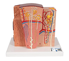 Модель почки