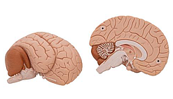 Модель мозга
