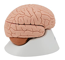 Модель мозга, 4 части