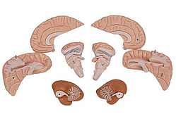 Модель мозга, 8 частей